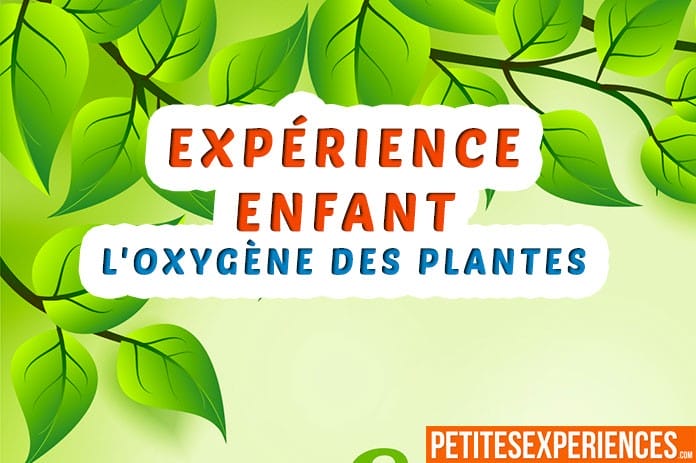 Expérience scientifique pour jeune sur l'oxygène des plantes